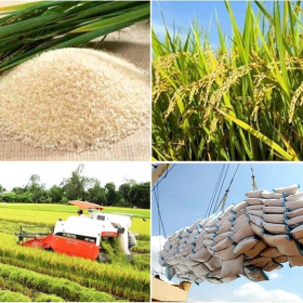 Xuất khẩu lúa gạo Việt Nam chất lượng cao - ĐPN BP