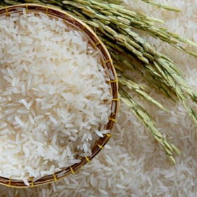 Gạo ST25 là gì? Đặc điểm nổi bật của gạo ST25