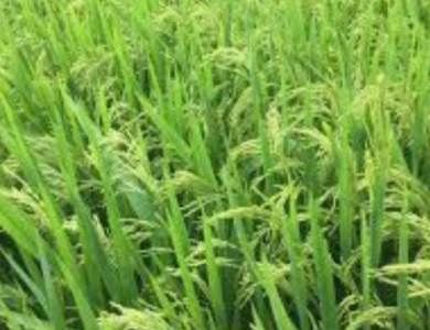 Gạo Nàng Hoa