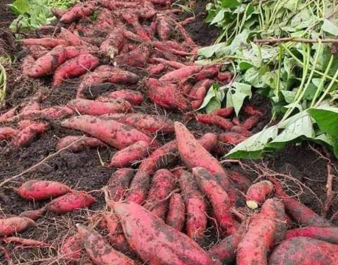 Lợi ích của khoai lang