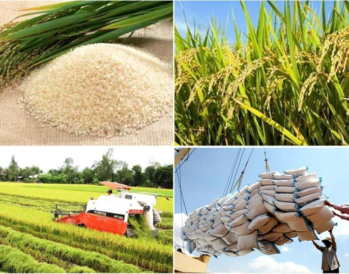 Xuất khẩu lúa gạo Việt Nam chất lượng cao - ĐPN BP