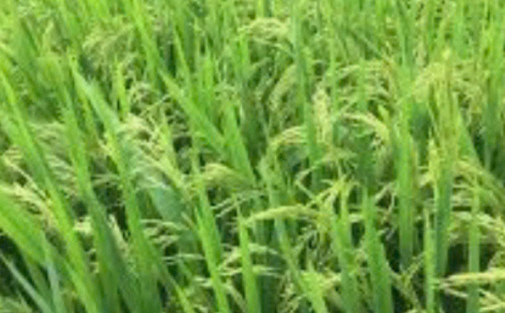 Gạo Nàng Hoa