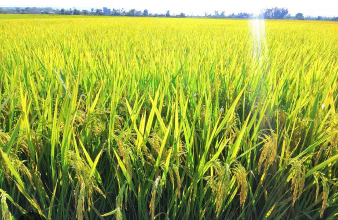 Lúa Giống Chất Lượng Cao
