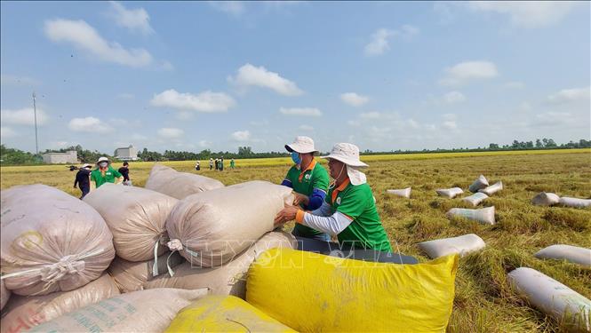 Tư vấn xuất khẩu lúa